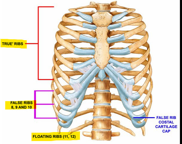 <p>True ribs - 1-7, each is directly connect to the sternum</p><p>False ribs - 8-10, no direct connection to the sternum</p><p>Floating ribs - 11-12, no connection to sternum </p>