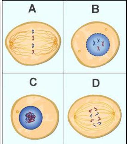 <p><span>Place the four images from the cell cycle in the correct chronological order.</span></p>