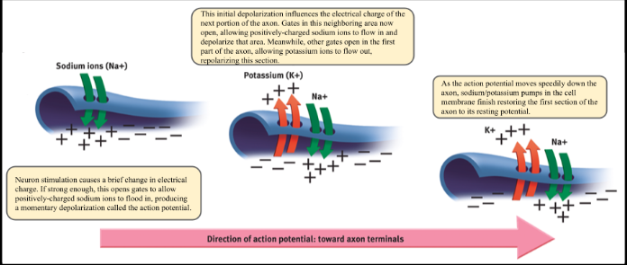 Most neural signals are excitatory, somewhat like pushing a neuron’s gas pedal. Some are inhibitory, more like pushing its brake. If excitatory signals exceed the inhibitory signals by a minimum intensity or threshold, the combined signals trigger an action potential. (Think of it this way: If the excitatory party animals outvote the inhibitory party poopers, the party’s on.) The action potential then travels down the axon, which branches into junctions with  hundreds or thousands of other neurons or with the body’s muscles and glands