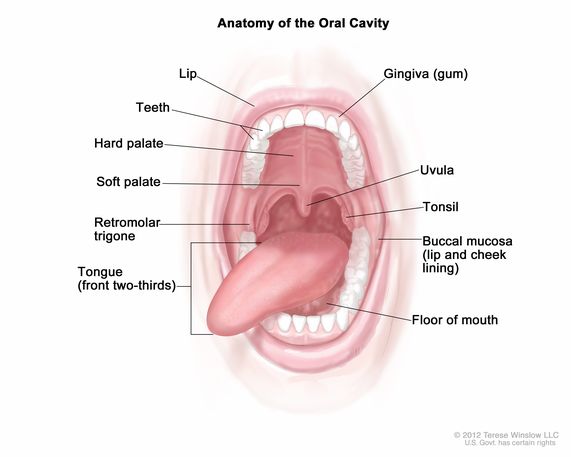 <p>Defence against mouth lining</p>