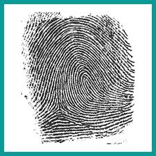 <p>Loop fingerprint </p>