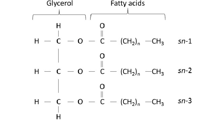 <p>Glycerol and fatty acids </p>