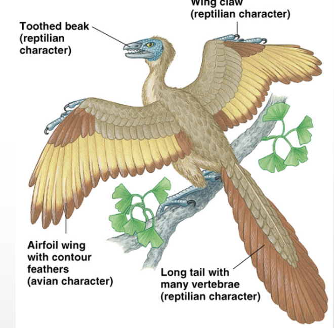 <ul><li><p>SYNAPOMORPHY= FLIGHT AND FEATHERS</p></li></ul><p>includes: peacocks, penguins, seagulls&nbsp;</p><p></p><ul><li><p>origins of flight arose 4 times</p><ul><li><p>pterosaurs (flying reptiles)</p></li><li><p>bats</p></li><li><p>insects</p></li><li><p>birds</p></li></ul></li><li><p>2 theories</p><ul><li><p>tree-down hypothesis = tree-down hypothesis proposes that flight evolved from tree-dwelling ancestors who first glided down from heights before developing powered flight</p></li><li><p>ground-up hypothesis = flight evolved from fast-running ground animals using wings for balance and lift</p></li></ul></li></ul><p></p><ul><li><p>lungs + air sacs, 4-chambered heart</p></li><li><p>one ovary</p></li><li><p>no teeth</p></li><li><p>warm-blooded</p></li></ul><p></p>