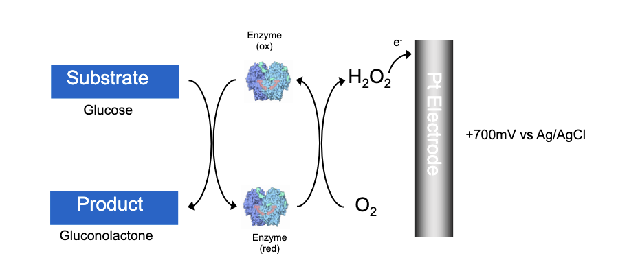 <ul><li><p>Professor Clark Jr: direct detection of H<sub>2</sub>O<sub>2</sub> oxidation at the electrode surface +ve charge</p></li><li><p>The earliest approaches to the construction of amperometric glucose biosensors were based on GOx immobilised close to an electrode</p></li><li><p>The depletion of oxygen was monitored, using a Clark oxygen electrode</p></li><li><p>disadvantage: high potential of electrode other things can be oxidisese (paracetamol) to form current</p></li></ul><p></p>