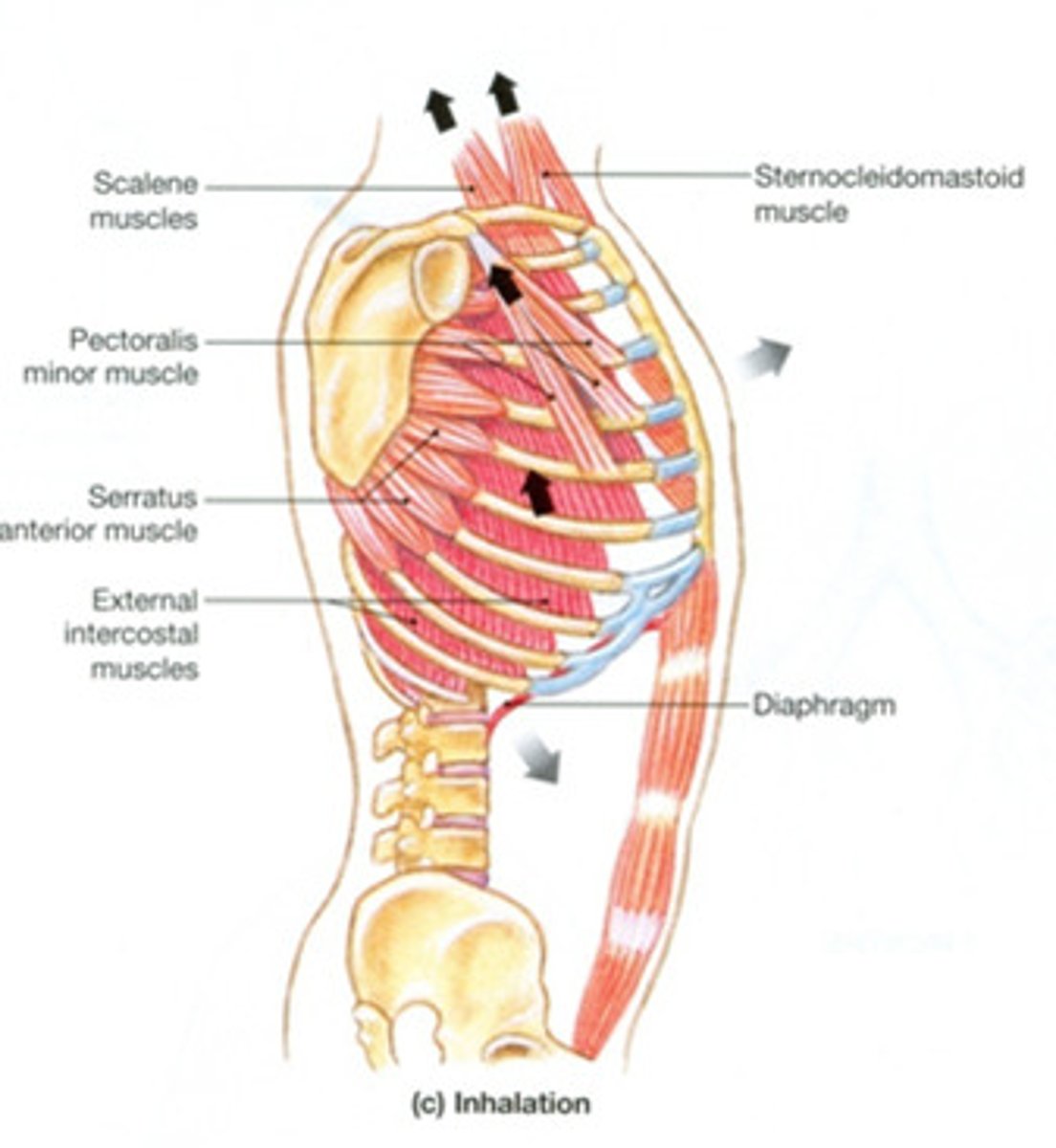 <p>Sternocleidomastoid</p><p>Scalenes</p><p>External intercostals</p><p>Parasternal intercostals</p><p>Diaphragm*</p>