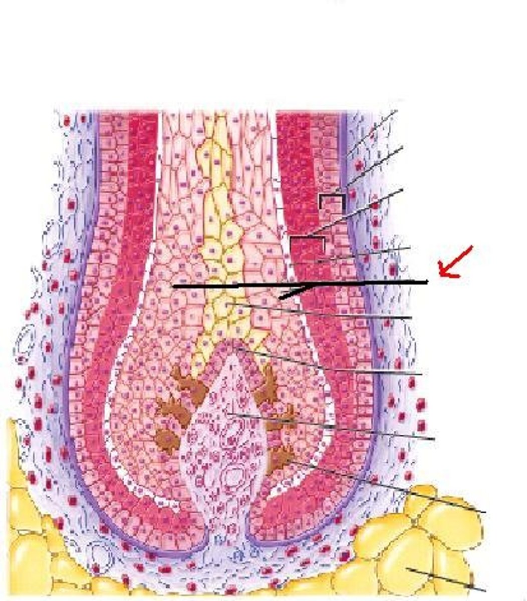 <p>Middle layer, hard keratin. Tapering cornified cells with pigment (gives color and connective tissue sheath around the follicle</p>