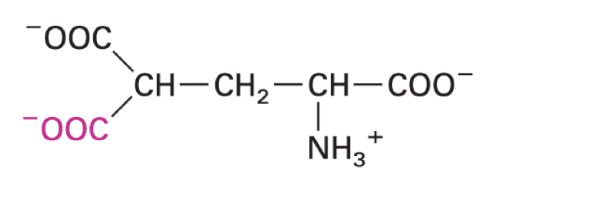 <p>high affinity binding of Ca ions</p><p>enriches in GLA domains like coagulation factors</p>