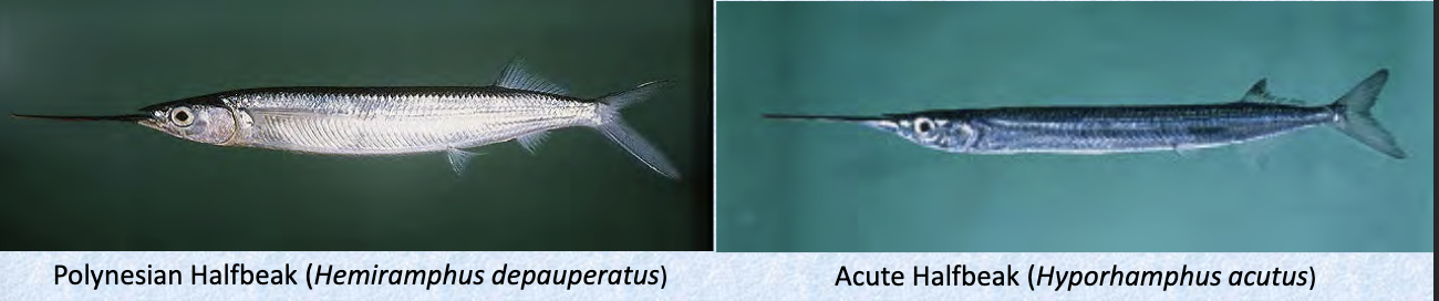 <p>halfbeaks</p><p></p><p></p><p>Key points:</p><ul><li><p>61 spp, 2 in Hawaii</p></li><li><p>epipelagic coastal/ few freshwater</p></li><li><p>elongated lower jaw only, smaller teeth, dorsal and anal fin set back</p></li><li><p>no stomach, pharyngeal mill</p></li></ul><p></p>