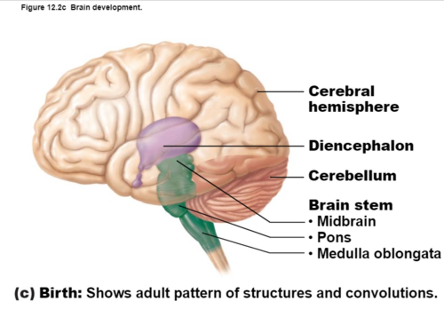 <p>Paired (left and right) superior parts of the brain,</p><p>Largest Portion of the Brain,</p><p>The surface is made of elevated ridges called gyri and shallow grooves called sulci</p>