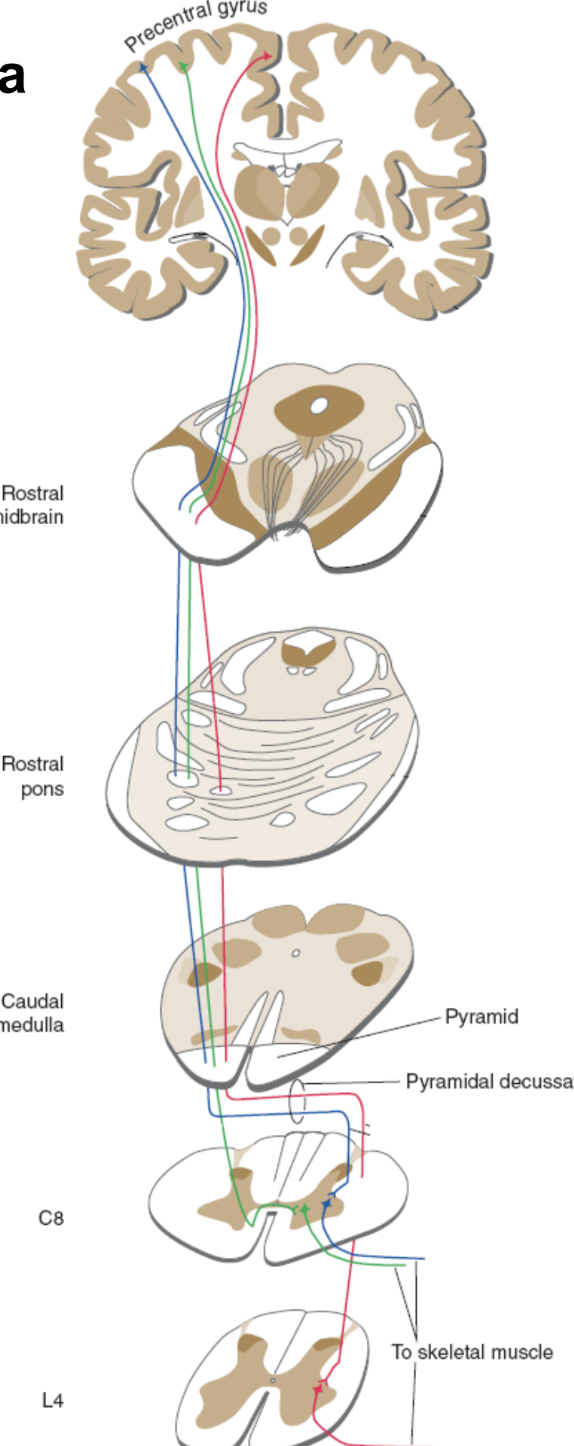 <ol><li><p>origin: brodmann area - 4 motor cortex</p></li><li><p>decussation: crosses at medulla</p></li><li><p>travels down to spinal cord</p></li><li><p>then onto skeletal muscle</p></li></ol><p></p>