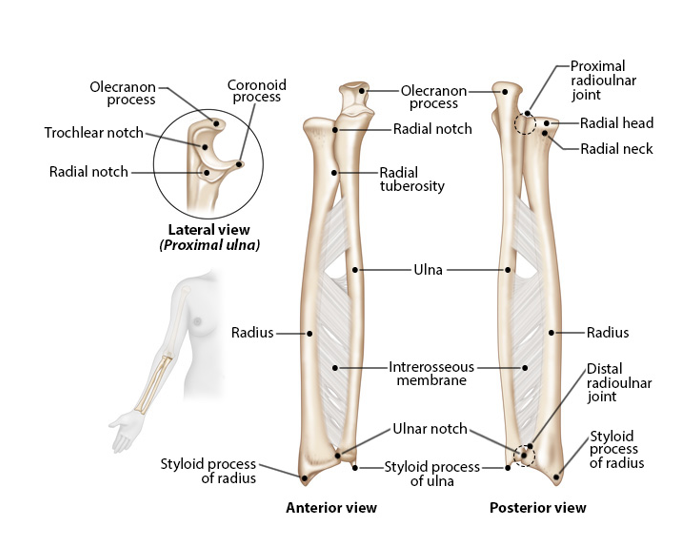 <p>-lateral bone</p><p>-styloid process: connects to the wrist</p>