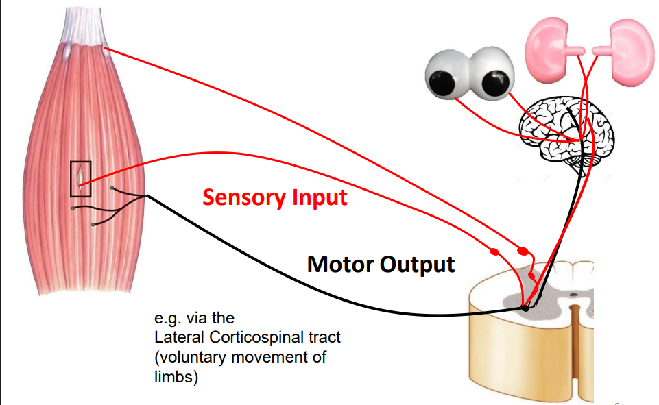 <p>Motor Output</p>