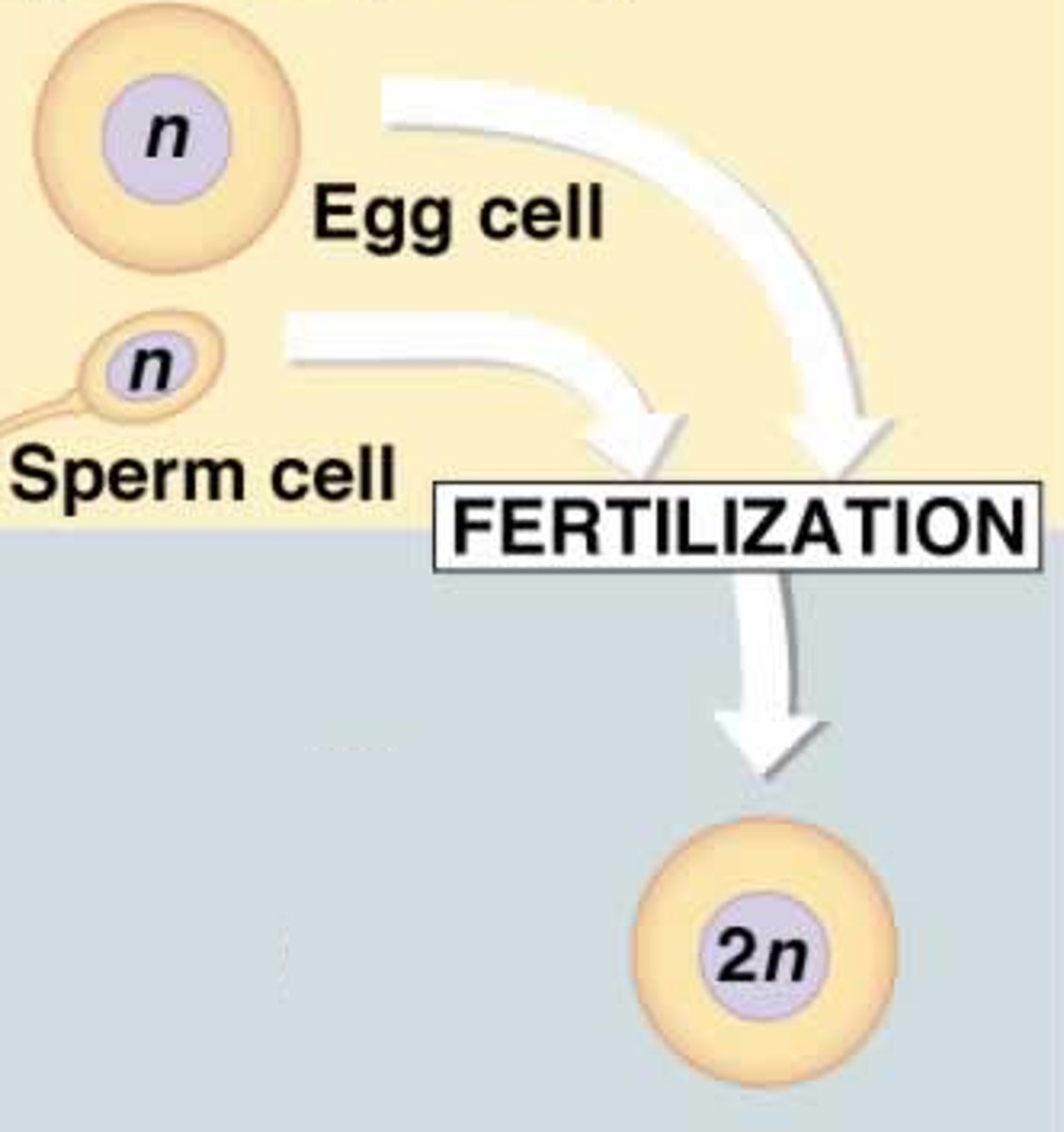 <p>a diploid cell resulting from the fusion of two haploid gametes</p>