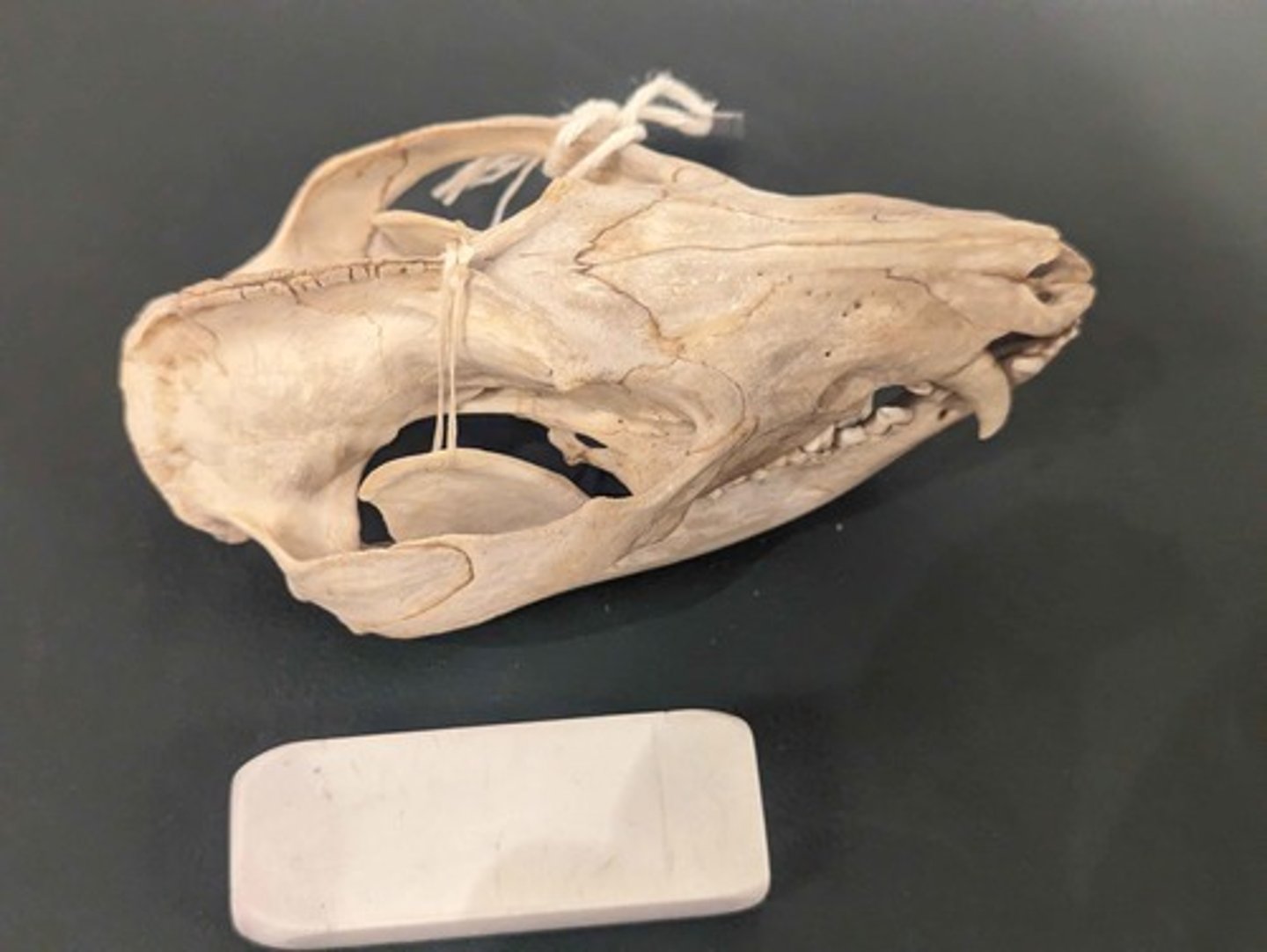 <p>What animal is this? Answer with "Skull" after animal name.</p>