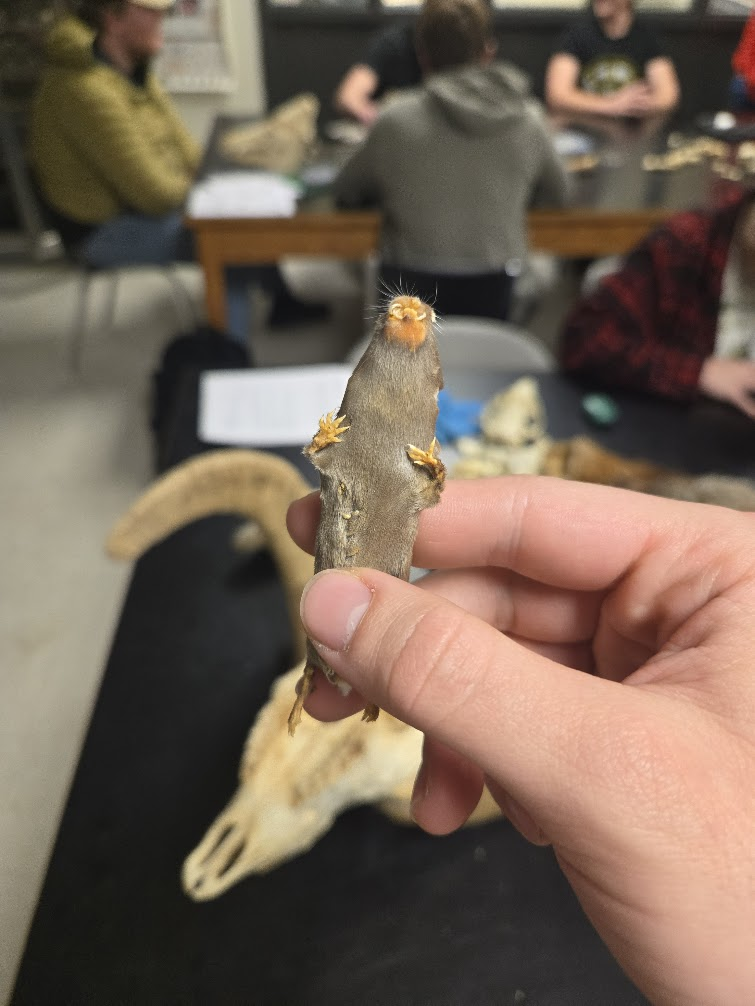 <p><span><span>Short tail,</span></span><br><span><span>▣ small, fur covered ears</span></span><br><span><span>▣ brown in color</span></span><br><span><span>▣ skull resembles</span></span><br><span><span>miniature muskrat</span></span><br><span><span>▣ Orange incisors are</span></span><br><span><span>ungrooved</span></span><br><span><span>▣ Fluted teeth (unlike</span></span><br><span><span>mice)</span></span></p>