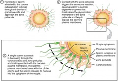 sperm releases its 
acrosome contents