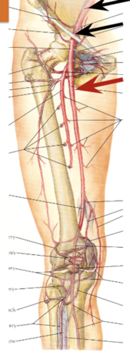 <p>inguinal ligament in the femoral triangle</p><p>femoral artery </p>