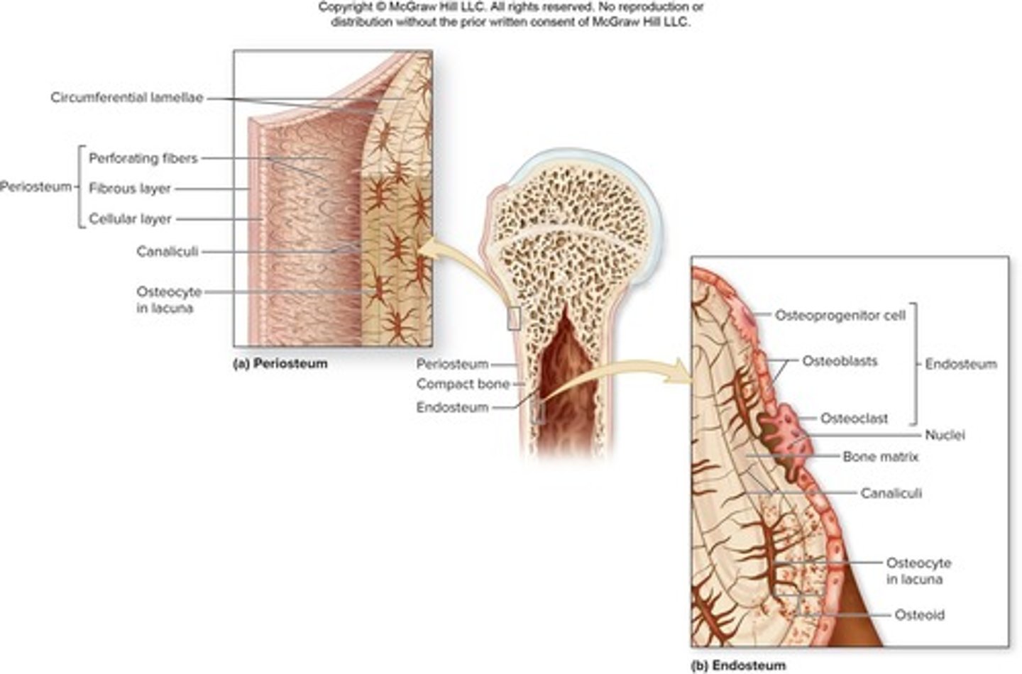 <p>A membrane that covers most internal surfaces of bones and contains osteoprogenitor cells, osteoblasts, and osteoclasts.</p>