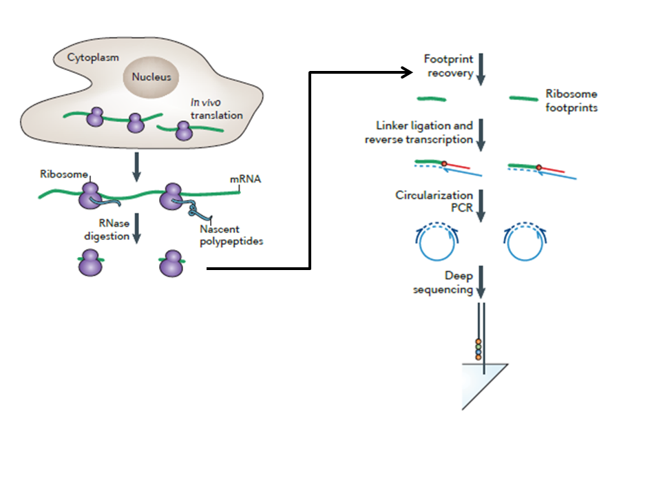 <p>A technique where ribosome-protected mRNA fragments (~30 nt) are isolated and sequenced to determine where translation is occurring.</p>