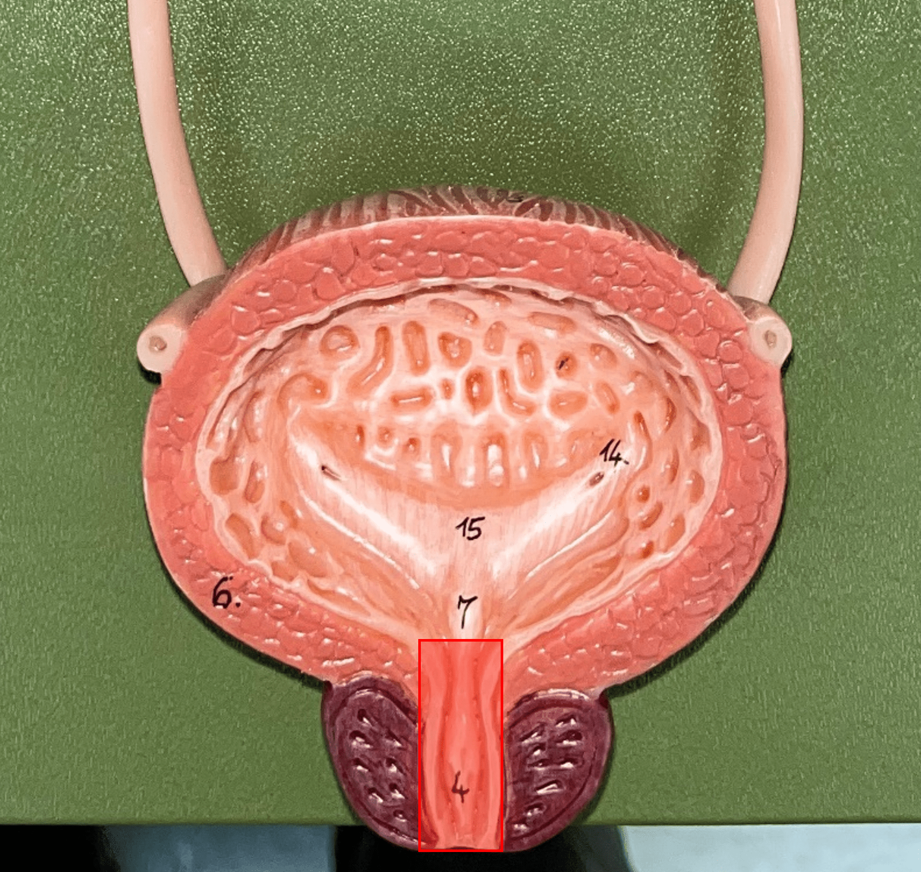 A tubular organ carrying urine from the bladder to the exterior during micturition (voiding of urine).