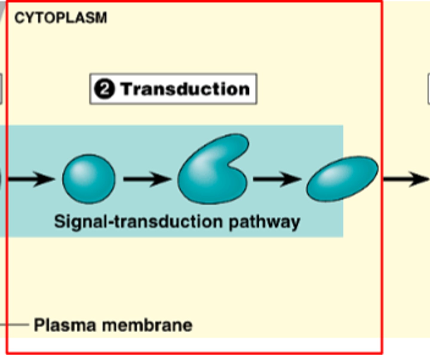 <p>transduction of signal from outside of cell to inside of cell, often multi-stepped</p>
