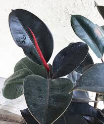 <p><span>Evergreen tree with large, glossy, dark green leaves. Commonly used as an indoor ornamental plant.</span></p>