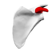 <p>A hook-like bony projection on the lateral edge of the superior anterior portion of the scapula, stabilizes joint  </p>