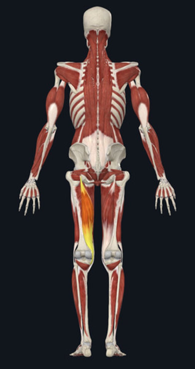 <ul><li><p><u>Origin:</u>&nbsp;Ischium</p></li><li><p><u>Insertion:</u>&nbsp;Tibia</p></li><li><p><u>Action:</u>&nbsp;Knee flexion</p></li></ul><p></p>