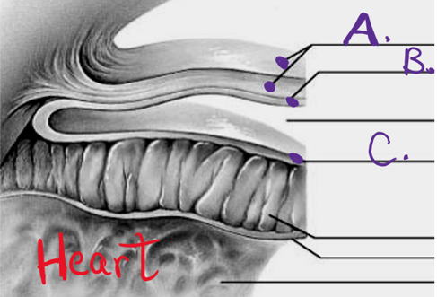 <p>what is c </p>
