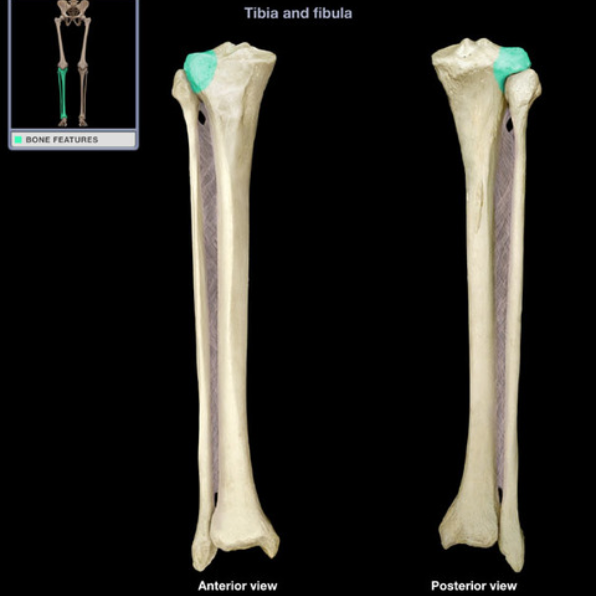<p>What muscle originates  into lateral condyle of tibia and its action</p>
