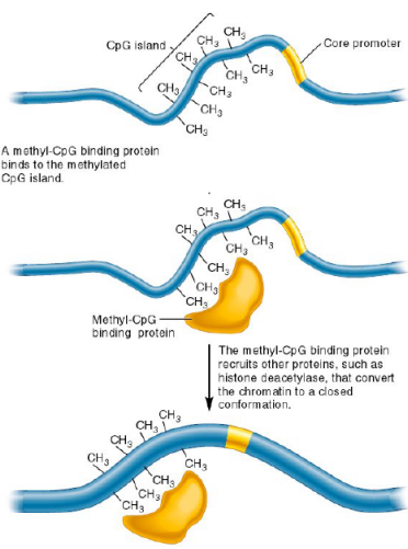 <ol><li><p>Methyl-CpG binding proteins binds to the methylated CpG island</p></li><li><p>This protein then recruits proteins, like histone deacetylase, which converts the chromatin to a closed conformation</p></li></ol><p></p>