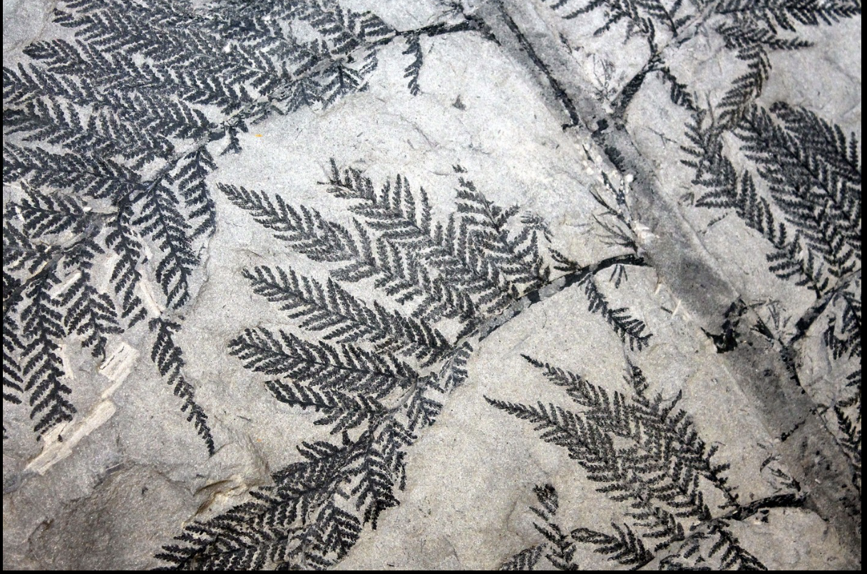 <p>Carbonization</p><ul><li><p>The life forms on Earth have the elemental composition dominated by the CHON elements; to them, S and P occur in smaller proportions; the rest of the naturally occurring elements are mostly encountered as traces</p></li><li><p>Elements are expelled during the BURIAL and maturation processes of the ORGANIC matter (graphite) </p></li></ul><p></p>