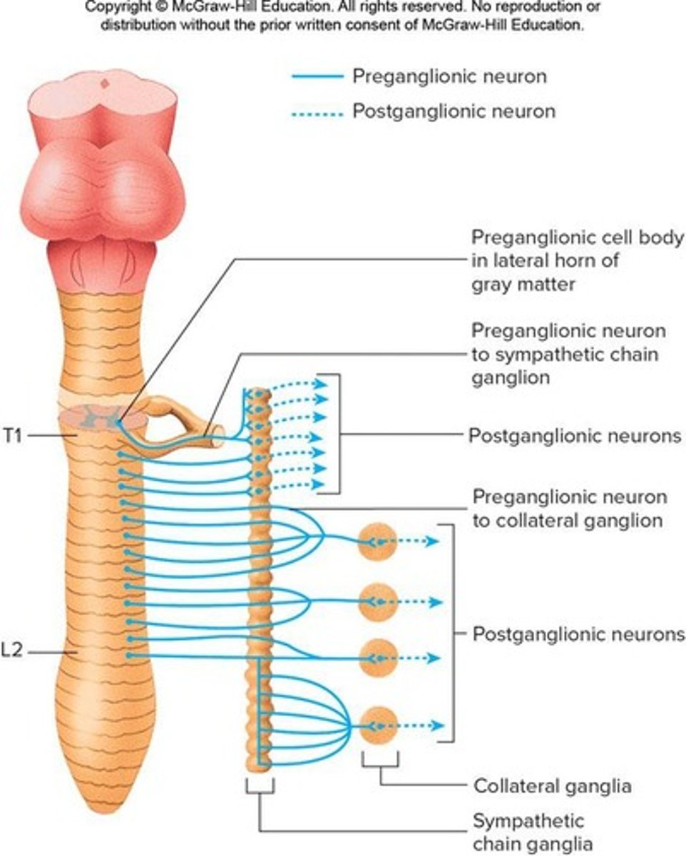 <p>Part of the ANS with preganglionic cell bodies located in the lateral horns of the spinal cord from T1 to L2.</p>
