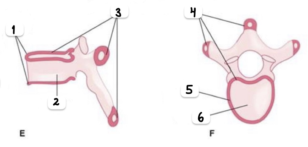 <p>Periodo y rótulos</p>
