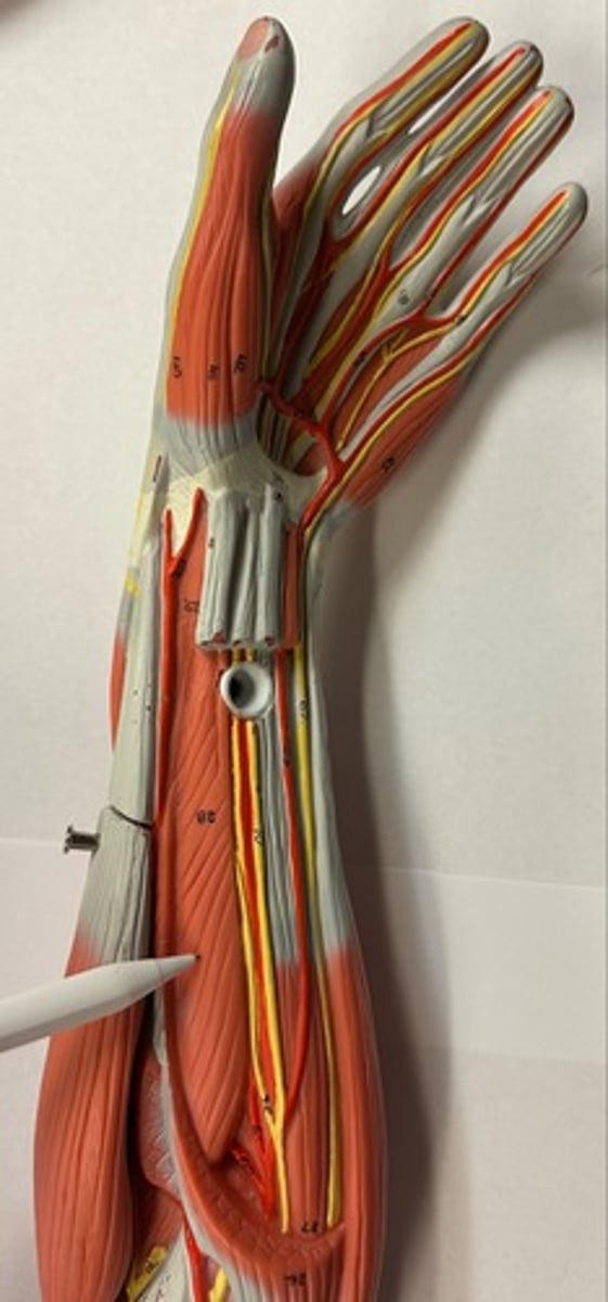 <p>What are the (2) attachments of the Flexor Pollicis Longus?</p>