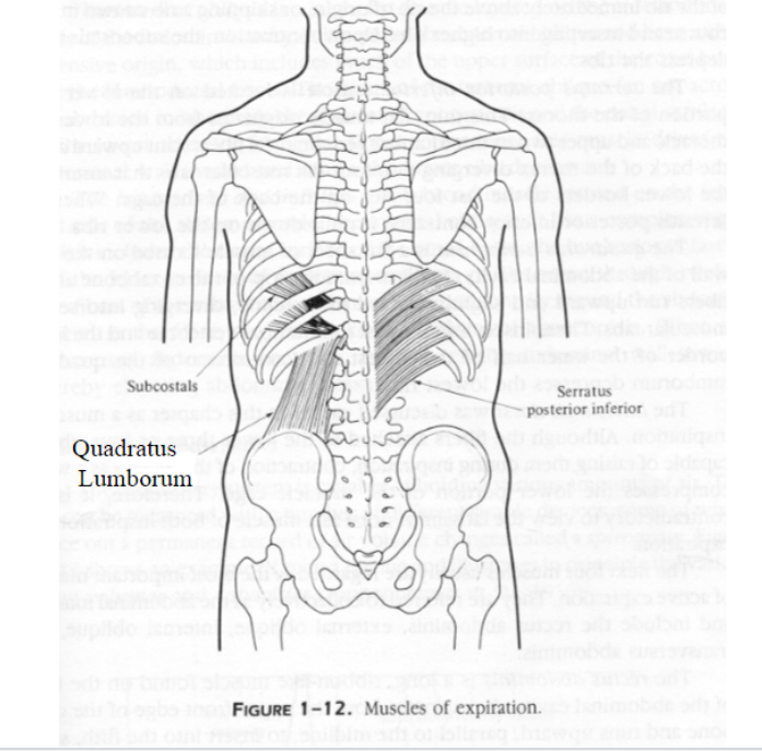 Muscles of expiration 