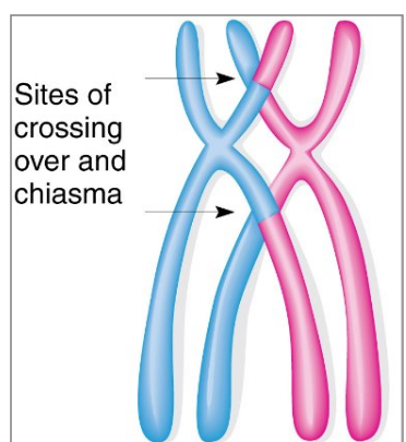 <p>Chiasma </p>