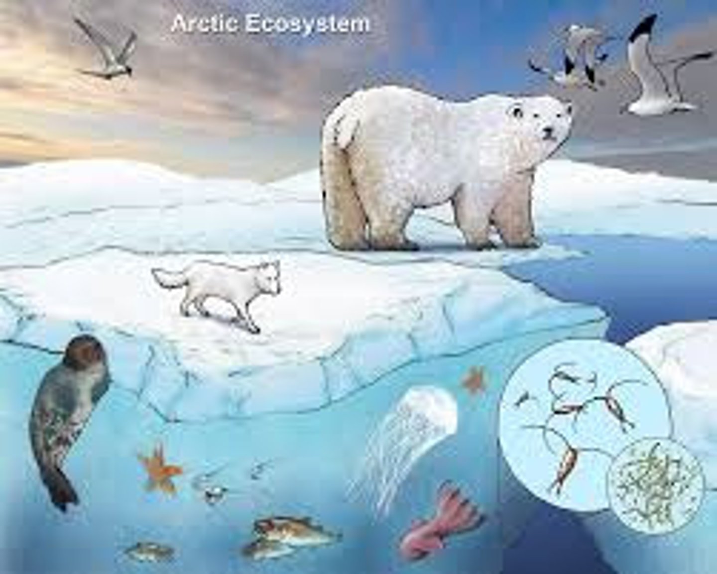 <p>A biological community of interacting organisms and their physical environment.</p>
