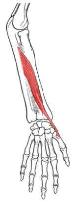 <p>Abductor Pollicis Longus</p>