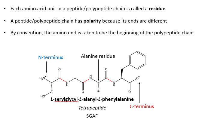 <p>Named N to C terminus</p>