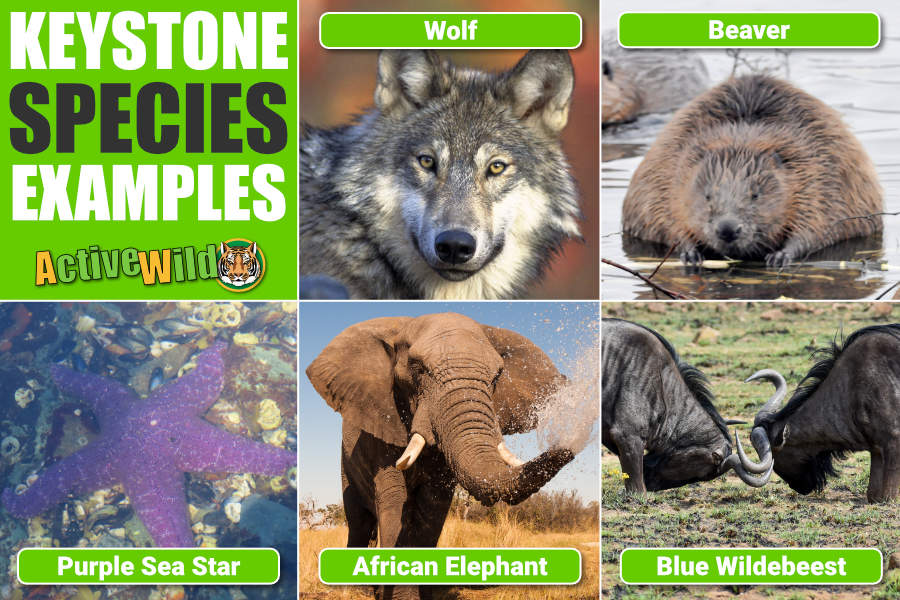 <p>Keystone species</p>