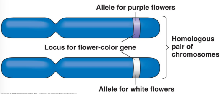 <ul><li><p>If identical alleles are present on both homologous chromosomes, the organism/cell is said to be <strong>_________ </strong>for that allele.</p></li><li><p>Two wild type alleles on tow mutant alleles highlight the same allele, so _____ can be used for both.</p></li><li><p>FC/FC and fc/fc. </p></li></ul><p></p>