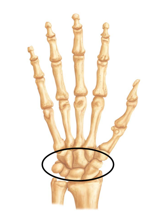 <p>The bones within the oval are known as the </p><p></p><p>A. phalanges</p><p>B. metacarpals</p><p>C. carpals</p><p>D. proximal phalanges</p>