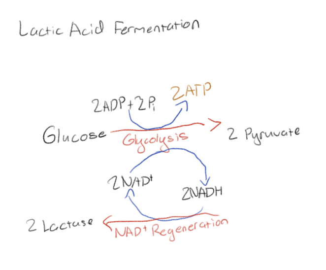 <p>It has the first step same as cellular respiration (glycolysis) then converts the pyruvate to lactic acid</p><p>Lactic acid fermentation can be used by humans as a backup when we don’t have enough oxygen to support the entire body such as when we are doing cardio heavy exercises</p>
