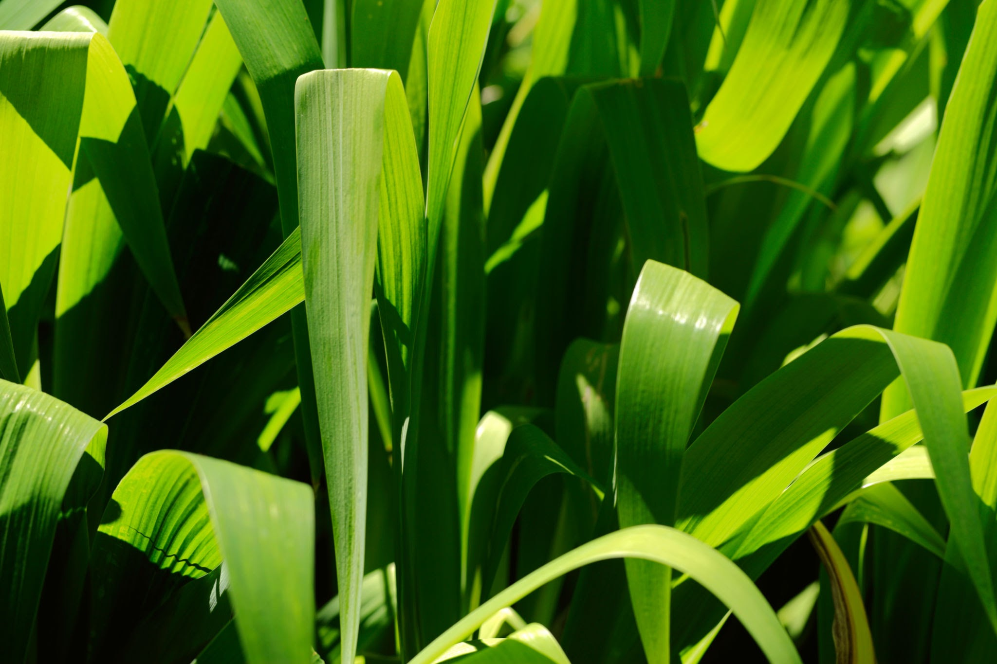 IS THIS A MONOCOT OR A DICOT?