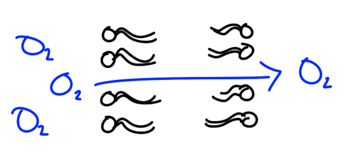 <ul><li><p><strong>Doesn’t need</strong> transport/channel proteins</p></li><li><p>Particles go <strong>straight through the membrane</strong></p><ul><li><p>Small, non-polar (CO2 &amp; O2)</p></li><li><p>Medium non-polar and small polar; sometimes very slowly</p></li></ul></li></ul><p></p>