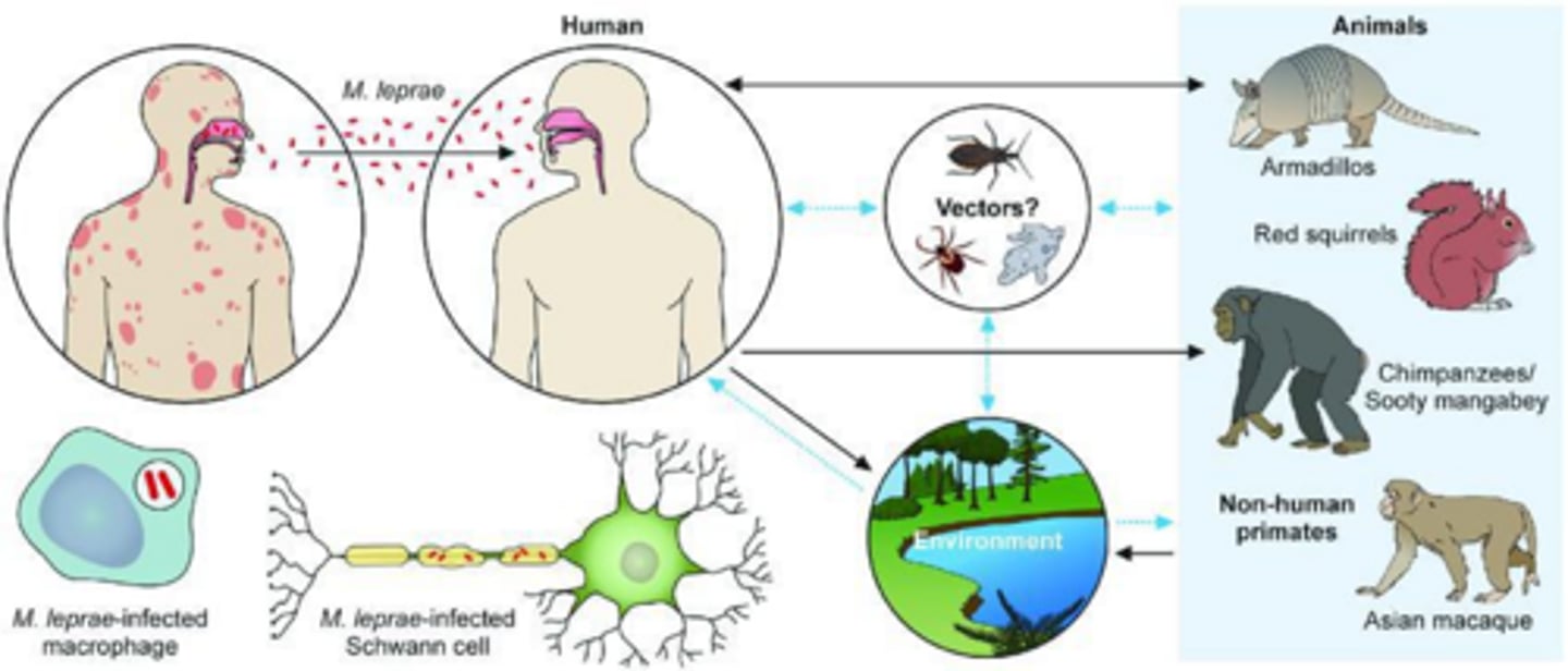 <p>Possibly via sneezing/coughing infected droplets and prolonged close contact with someone with untreated leprosy.</p>