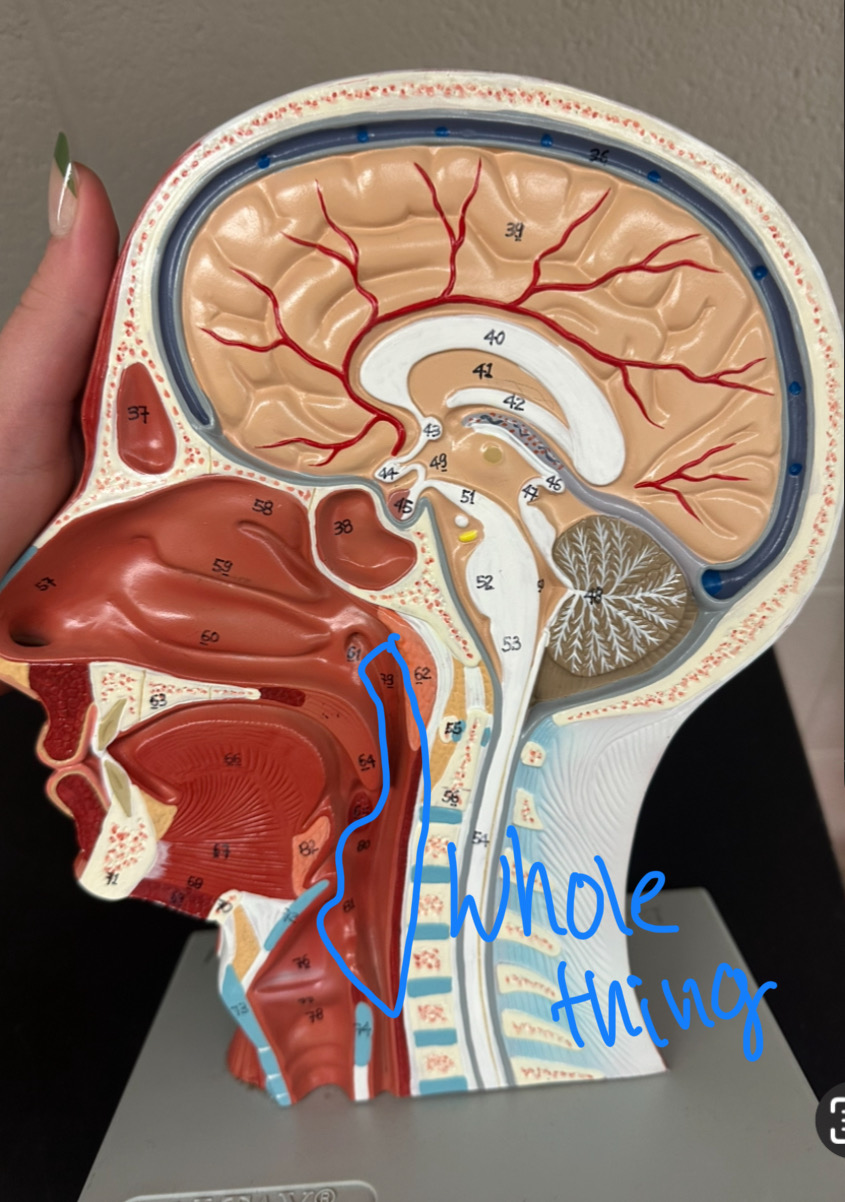 <p>whole section</p>
