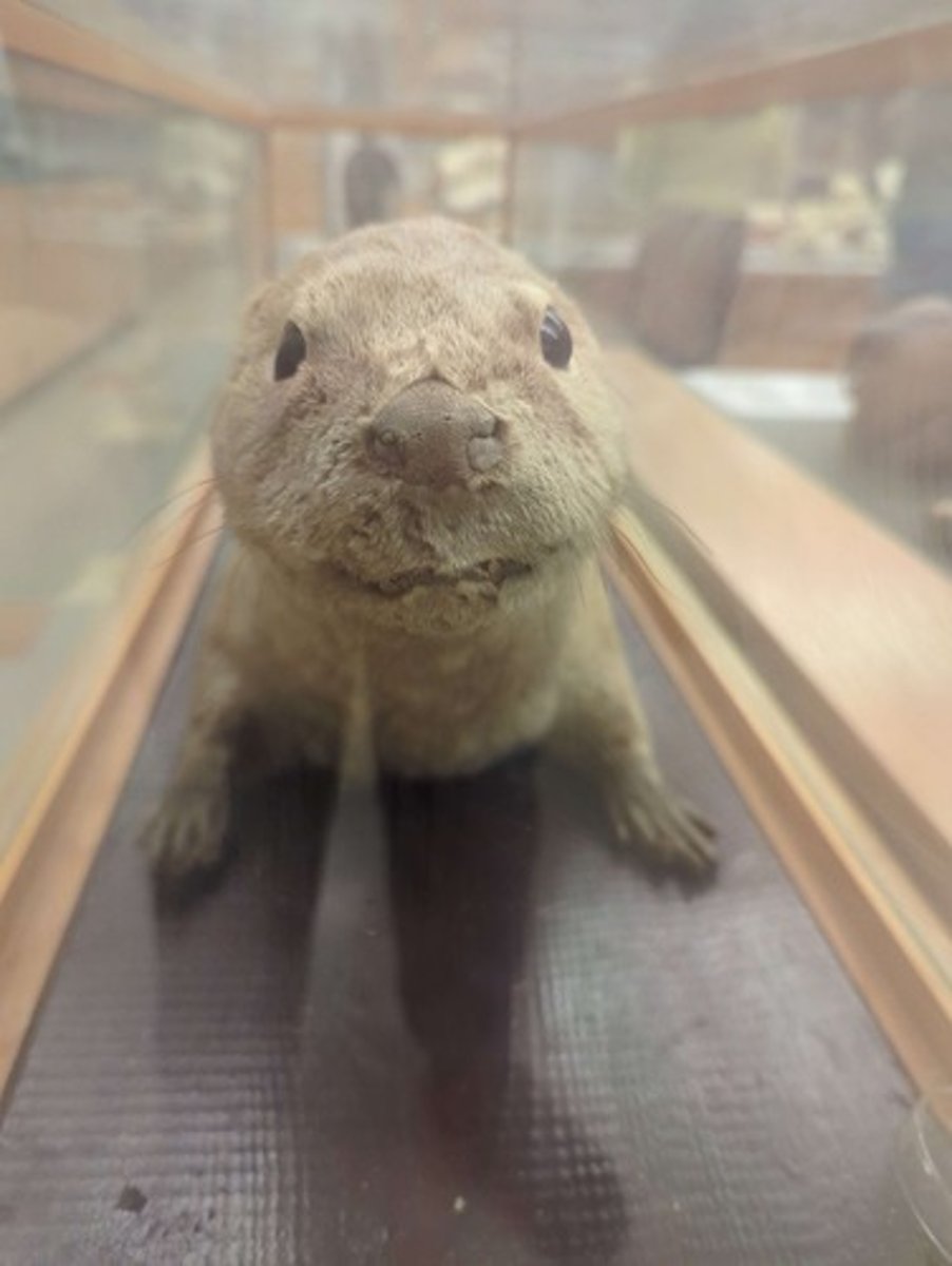 <p>What animal is this?</p>