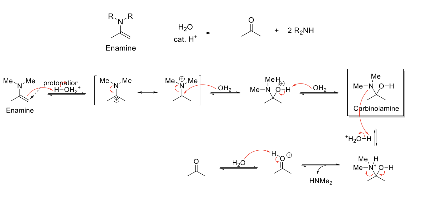 <p><strong>Notes:</strong></p><p>Acetal stable under basic conditions.</p><p>Reverse reaction of enamine formation.</p><p></p><p><strong>Mechanism:</strong></p><p>C=C double bond is protonated. Resonance when N=C reforms. H<sub>2</sub>O attacks C=N. -H<sub>2</sub>O<sup>+</sup> is deprotonated. N is protonated. Formation of C=O bond kicks out HNR<sub>2</sub>. C=OH<sup>+</sup> is deprotonated.</p>